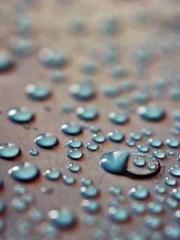 The Favorite Concubi