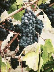 The Imperial Concubi